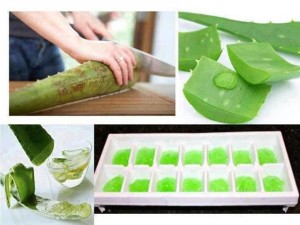 ice tray aloe vera