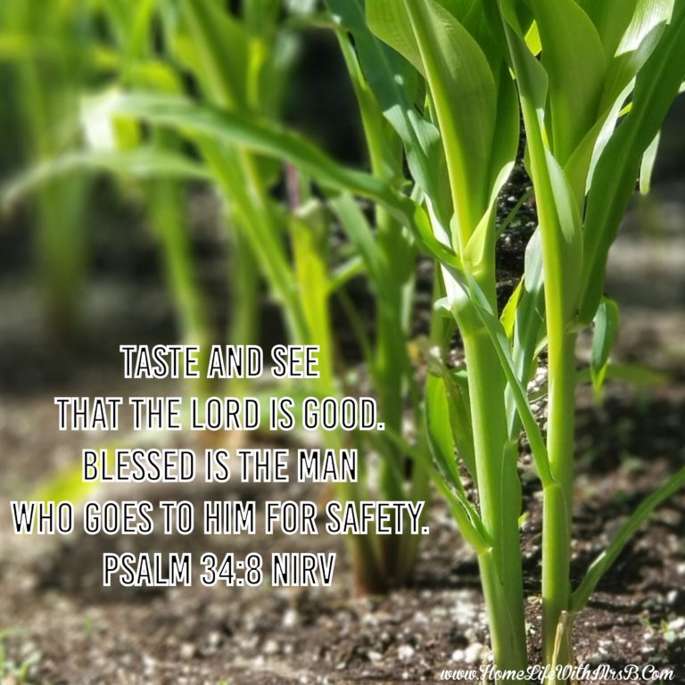 Taste And See That The Lord Is God!